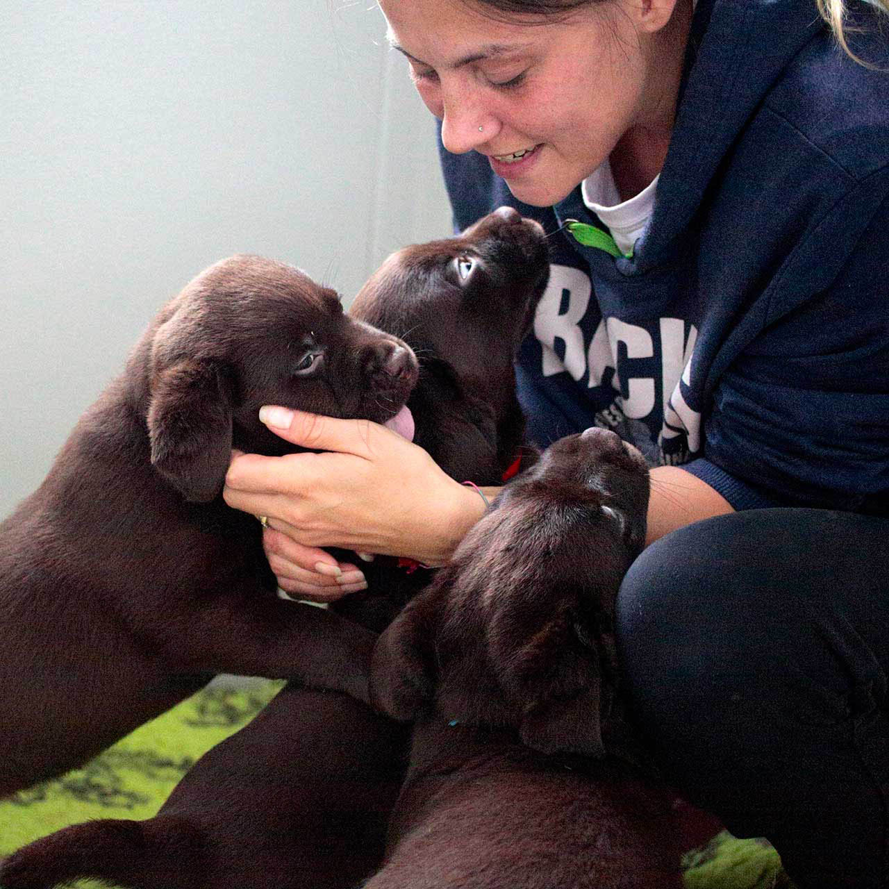 brigata-dark-hunter-claudia-cucciolo-labrador-cioccolato-coccole-cure