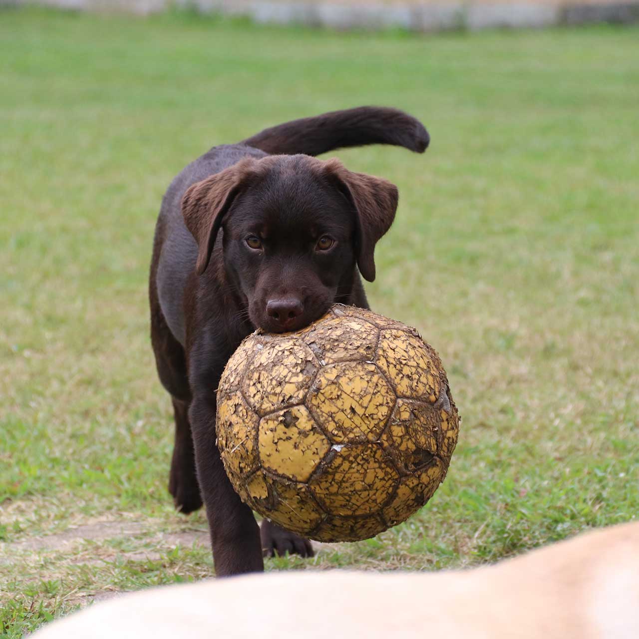 brigata-dark-hunter-cucciolo-labrador-cioccolato-addestramento