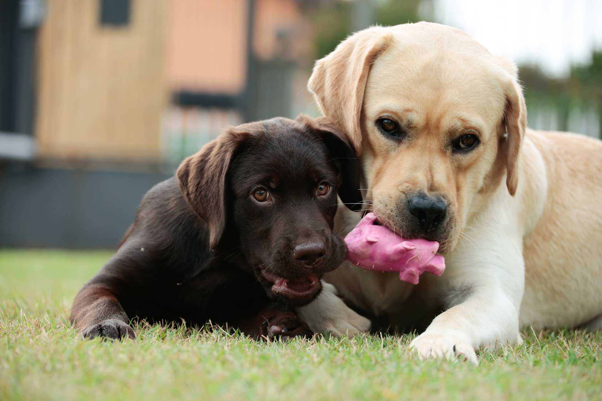 brigata-dark-hunter-cucciolo-labrador-cioccolato-apprendimento-adulti