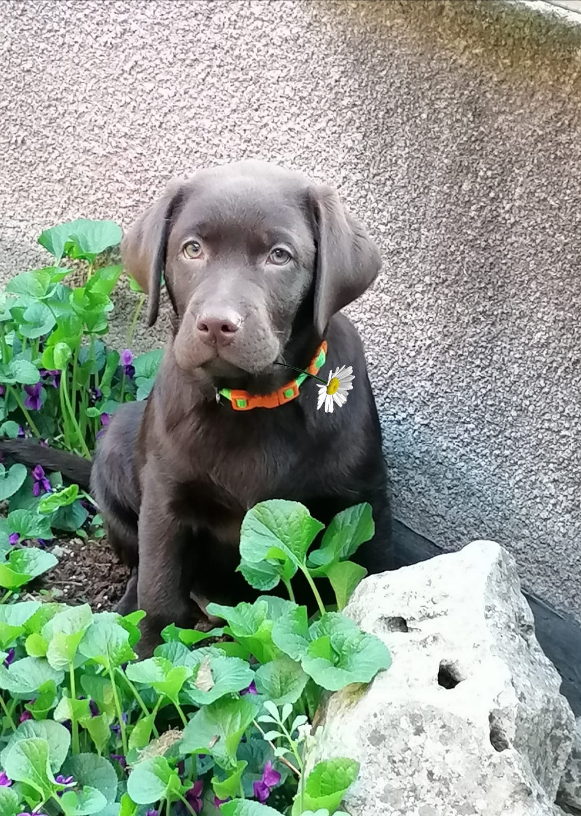 brigata-dark-hunter-cucciolo-labrador-cioccolato-cristina-linetti-testimonianza