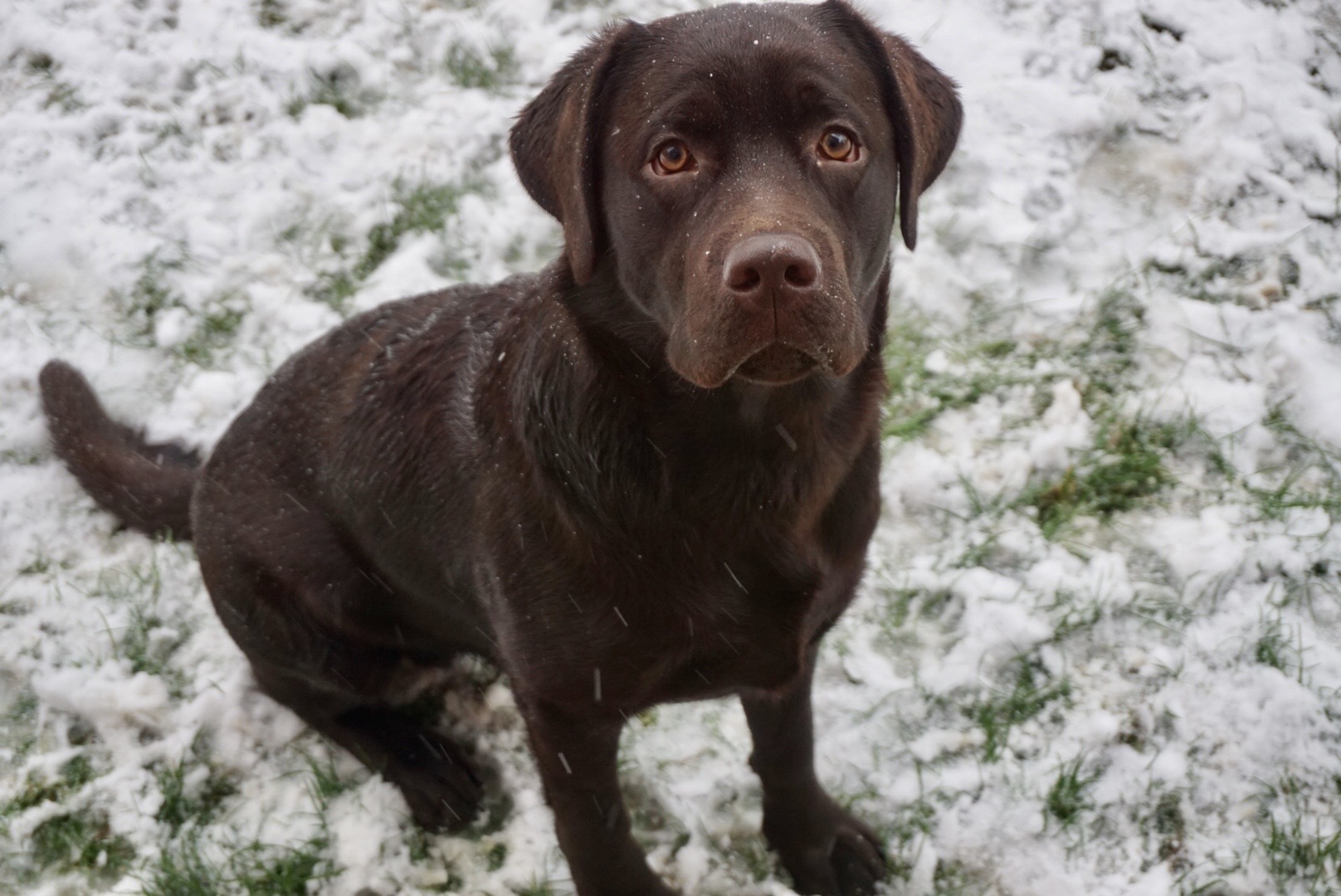 brigata-dark-hunter-cucciolo-labrador-cioccolato-marco-montebello-testimonianza