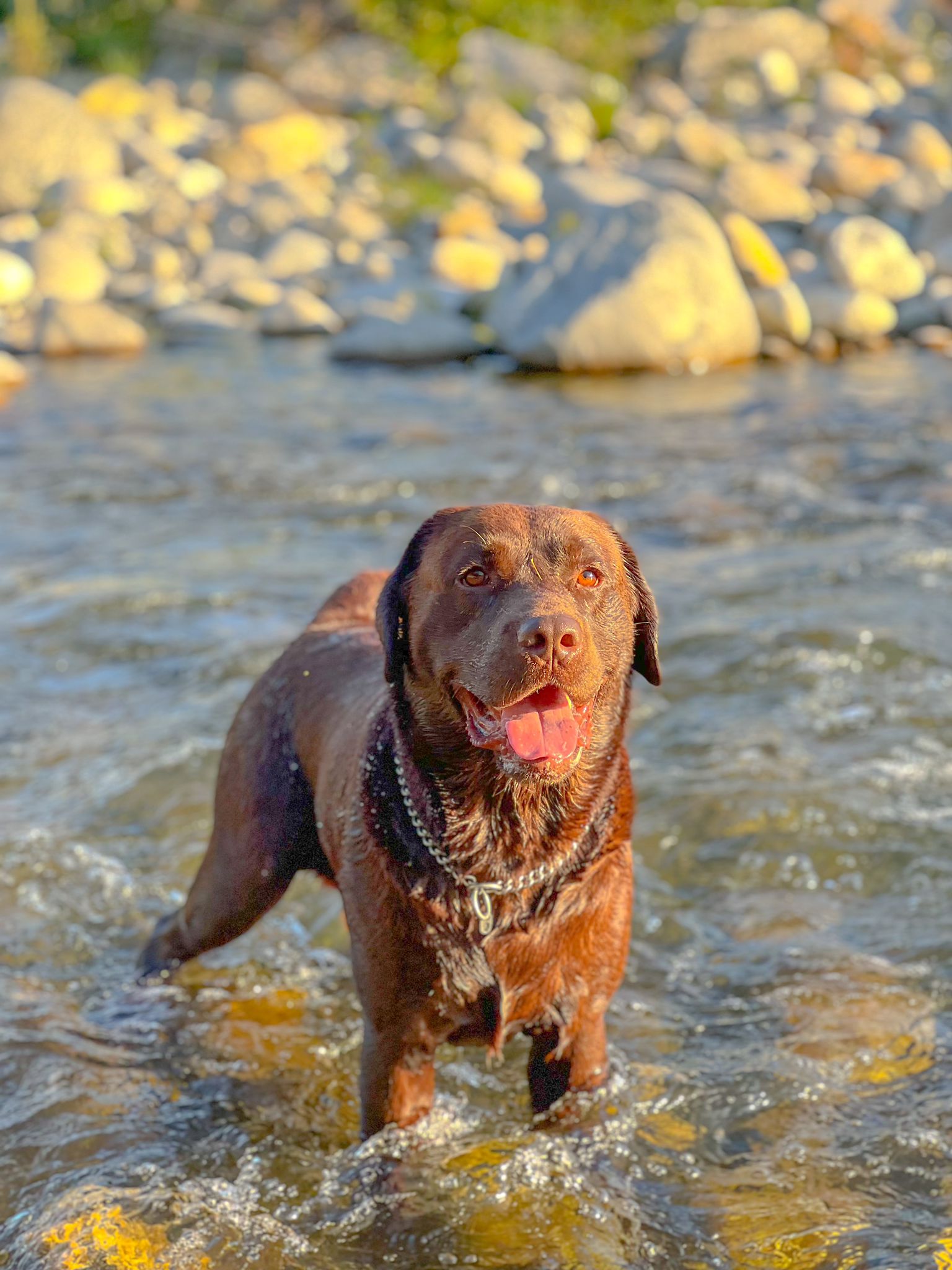 brigata-dark-hunter-cucciolo-labrador-cioccolato-matteo-thor-testimonianza_01