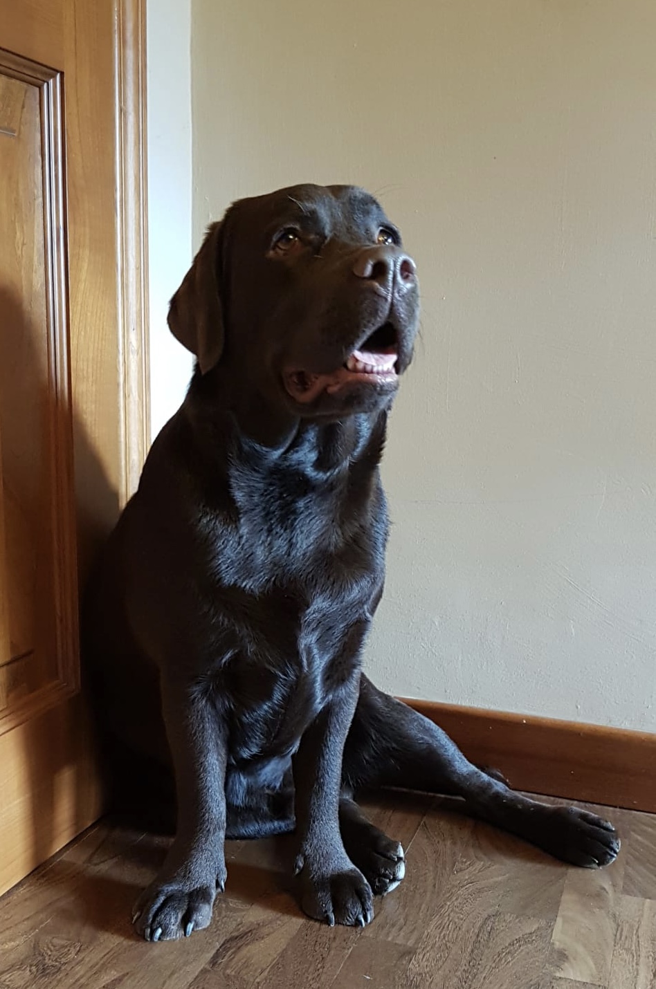 brigata-dark-hunter-cucciolo-labrador-cioccolato-stefano-piazza-testimonianza_02