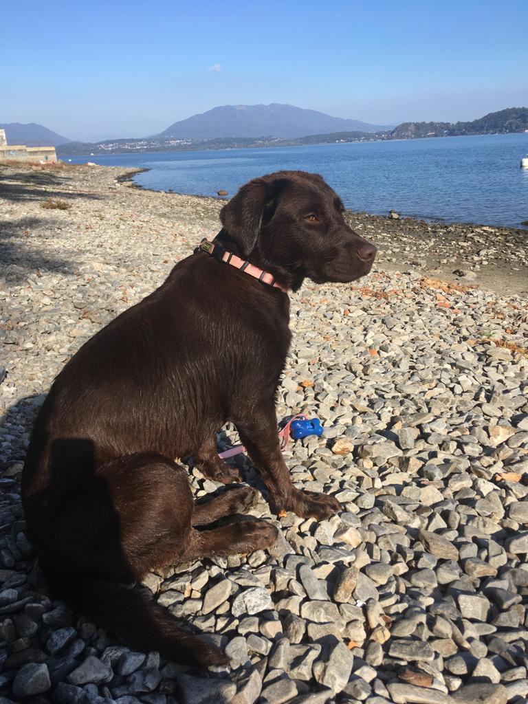 brigata-dark-hunter-labrador-cioccolato-bonnie-allerta-medica