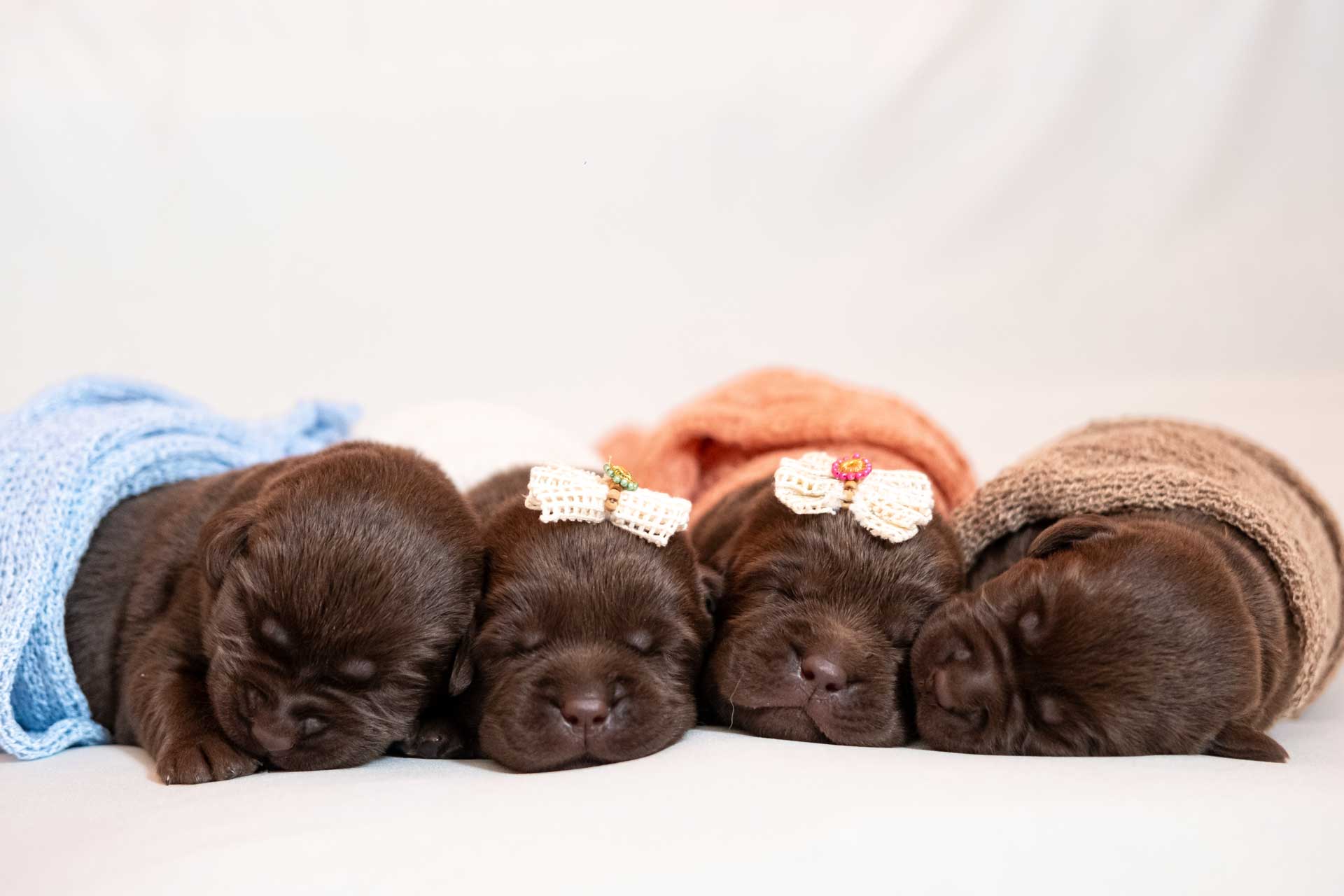 la-brigata-del-dark-hunber-cuccioli-cracco-hope_2 la-brigata-del-dark-hunber-cuccioli-cracco-hope_2