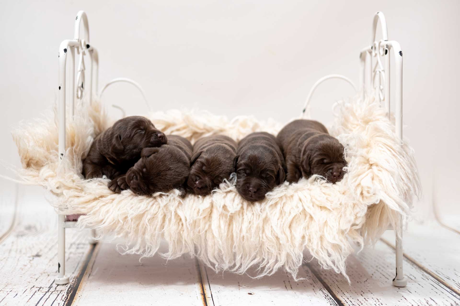 la-brigata-del-dark-hunber-cuccioli-cracco-hope_4 la-brigata-del-dark-hunber-cuccioli-cracco-hope_4
